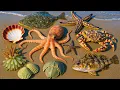Lagu Sea Hunt Combo: Octopus, Crabs, Scallops \u0026 Something You Won’t Expect