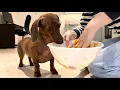 Mini dachshund tries a new recipe from a doggie cookbook
