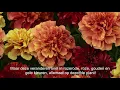 Download Lagu French Marigolds from PanAmerican Seed
