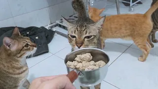 Khế coi thường cú đá của Ta