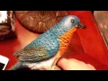 My Gemmy singing birds