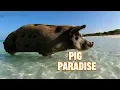 Pig Beach The Bizarre Island Where Swimming Pigs Rule Paradise
