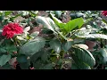 RED DAHLIA