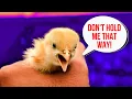 How your chicks want to be held
