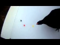 Chicken clicker training Colour recognition