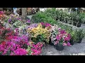 Download Lagu Spring Bougainvillea delivery @maasnursery1041