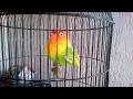 Download Lagu Masteran Lovebird fighter ngekek panjang