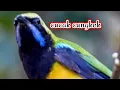 Download Lagu MASTERAN JERITAN SEREM (cucak cungkok)@lwmbah kicau