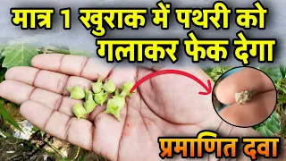 मात्र 1 खुराक काफी है पथरी को गलाकर शरीर से बाहर निकाल देगा? Pathari ka achuk gharelu ilaj