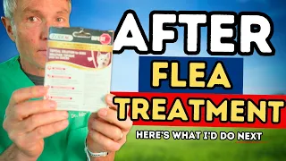Your Dog Has Been on Flea Meds for Years. Now What?