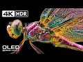 Download Lagu Incredible HDR in stunning 4K at 120 FPS - Dolby Vision (8K / 4K TV)