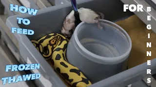 Download How to feed your BALL PYTHON FROZEN THAWED!!🧐 MP3