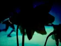 Muse Blues