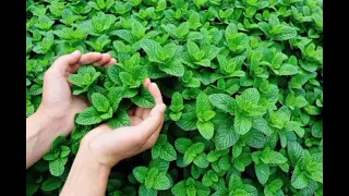 ربيع البركة نعنعاع الجنينة نسخة مميزة  ربيع البركة نعنعاع الجنينة نسخة مميزة