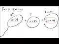 Beyond the Vocabulary Karyotypes