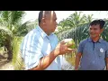 Lagu Kebun Induk Kelapa Pandan Wangi ! 08116201350