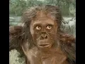 Gorilla Evolution