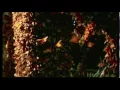 Incredible Journey of Monarch Butterflies - Mariposas Monarcas