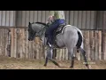 2016 Once In A Blu Boon Stallion