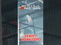 Download Lagu CENDET WERKUDORO