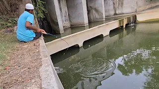 🎣 STRIKE AFTER STRIKE WITH THIS SIMPLE TECHNIQUE!" BIG TILAPIAFISHES CATCH IN VILLAGE STREAM 🐟🌿