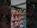 Download Lagu budgies colony setup 😍|| Love birds 2024 🐣 || #budgie #parrot #birds #lovebirds #love