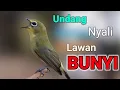 Download Lagu PLECI GACOR Suara Ngalas Ngotot - TERAPI BUNYI MENGUNDANG BUNYI