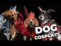 Cosplay for dogs Making Final Fantasy dog costumes