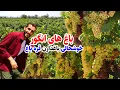 Download Lagu فصل انگور در باغ های ولسوالی قره باغ کابل در گزارش عمران حیدری/Qarabagh kabul