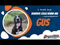 Best Border Collie Hound Mix Dog Training Morgan Hill Gus
