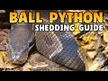 What To Do When Your Ball Python Is Shedding
