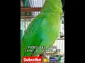 Download Lagu Cucak Ijo Guru Vokal #shorts #cucakijo #cucakijogacor