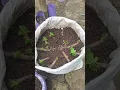 Download Lagu batang singkong yang ditanam dalam karung bekas 🍂 #berkebun #gardening