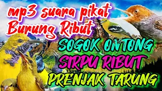 mp3 pikat burung sogok ontong