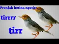Download Lagu Prenjak betina ngetir 