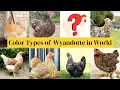 Different Colors Types of Wyandotte Bantam Chickens Breeds in the World