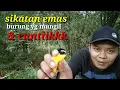 Download Lagu Mikat sikatan emas / sulingan menggunakan mp3