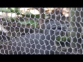 Download Lagu Superb Lyrebird imitating construction work - Adelaide Zoo