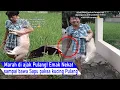 Lagu SUMPAH NGAKAK! kucing Marah di suruh pulang Emak Nekat bawa SAPU saat Jemput Pulang/kompilasi Lucu