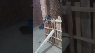 جريت دان                                       شوف الجرو بيعمل ايه عشان يخرج دندنها