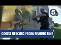 North Ridgeville Police Rescue Goose from Fishing Line Heron from Cornbag