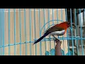 Download Lagu Cukup 3 menit!!! Burung Kolibri Sepah Raja bakal buka paruh dan gacor