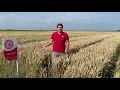 Download Lagu Top 4 wintertarwerassen voor oogst 2022 | LG Seeds