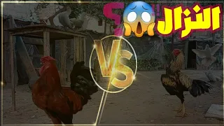 نزال بين الديوك من اقوى الديك البلدي او الديك الهندي بالمزرعة 