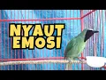 Download Lagu GUNAKAN PANCINGAN cucak ijo ini BIASANYA langsung ikut NYAUT dan EMOSI