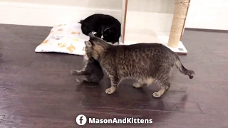 Grandpa Mason stockpiling kittens in his yurt - TinyKittens com