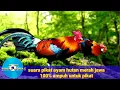 Download Lagu suara ayam hutan merah jawa jantan bekikuk/kasintu,cocok untuk berburu‼️‼️