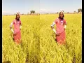 Download Lagu MAGOFI NGELELA__HARUSI YA NDUNDE PRD MBASHA STUDIO 2022 0755087771