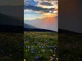 beautiful view of flowers field