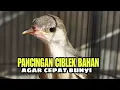 PANCINGAN CIBLEK BAHAN ‼️Agar cepat bunyi dan gacor